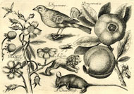 Illustration to Payne's 'Flora', c.1620